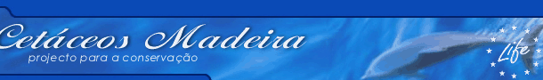Cetceos Madeira